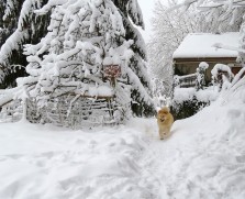 honden vakantie frankrijk.sneeuwborismiks